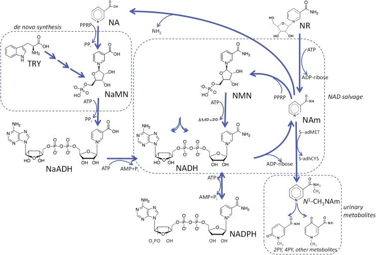 Core Biological Mechanism Core Biological Mechanism